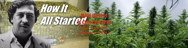 прущие грибы Богданович